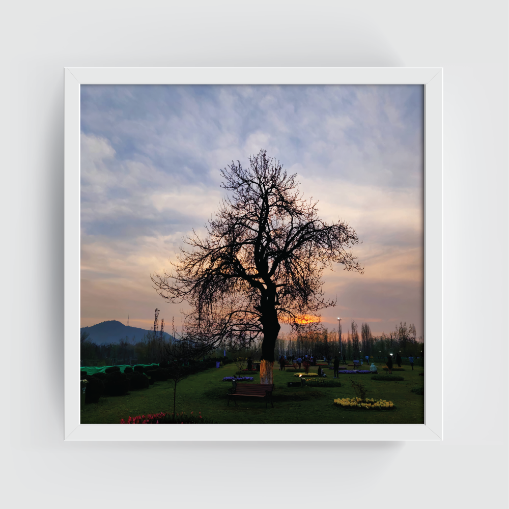 Tulip garden Srinagar Kashmir white framed print by Arts Fiesta