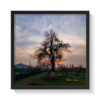 Tulip garden Srinagar Kashmir black framed print by Arts Fiesta