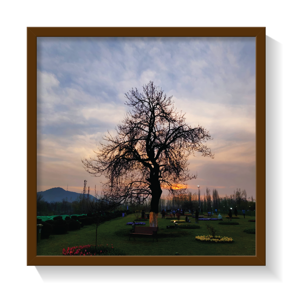 Tulip garden Srinagar Kashmir brown framed print by Arts Fiesta