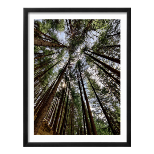 speaking with the woods photography print by Parikshita Jain