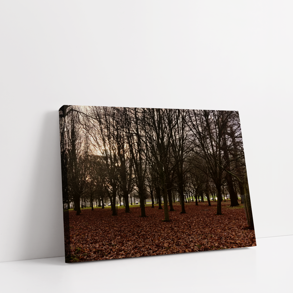 Phoenix Park Ireland dublin Landscape stretched canvas box print by Arts Fiesta