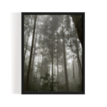 Sikkim Woods