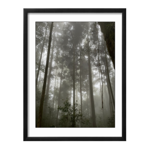sikkim woods photo print by Parikshita Jain