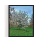 Blossoms - St James's Park London