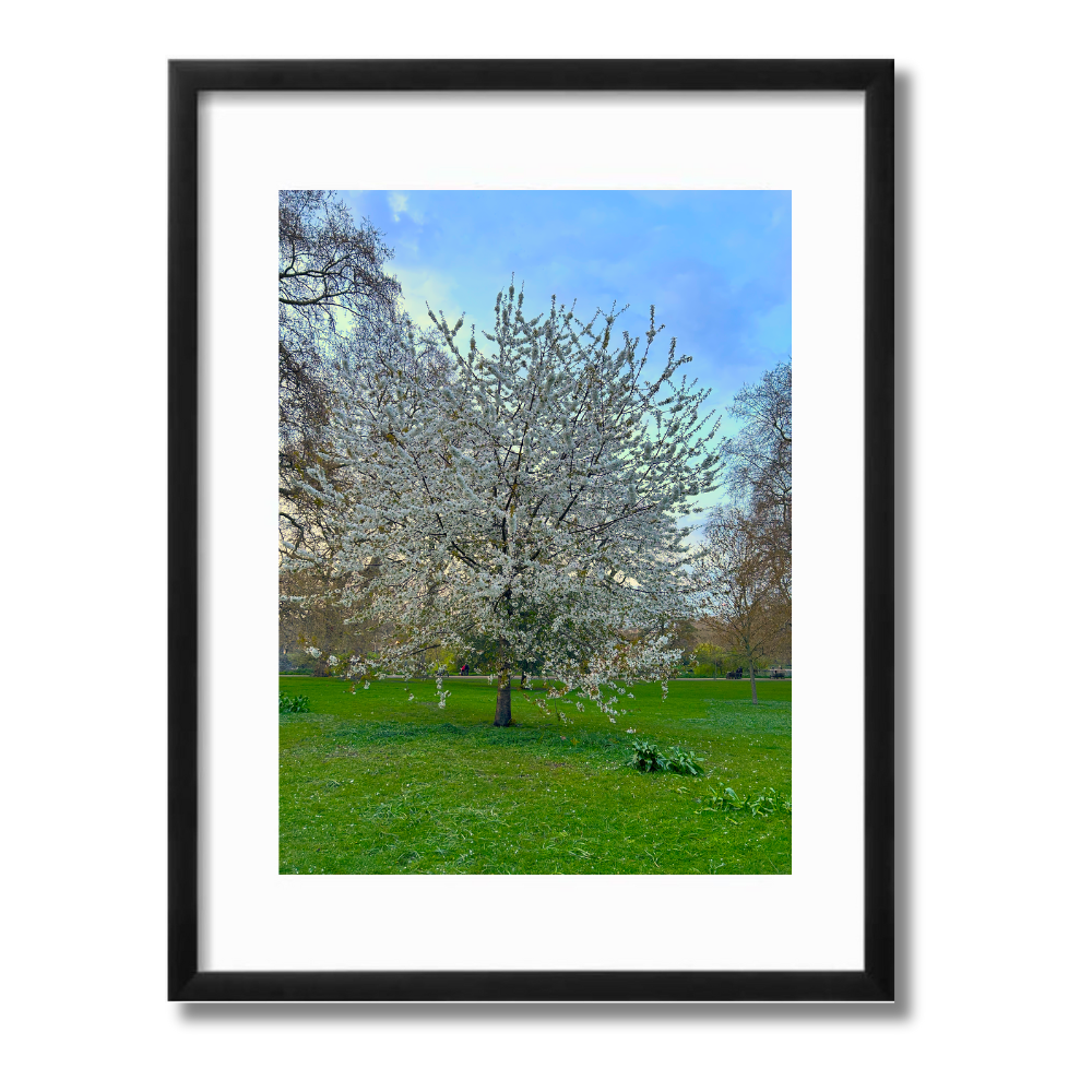 Blossoms London Landscape black framed print by Arts Fiesta