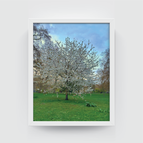 Blossoms London Landscape white framed print by Arts Fiesta