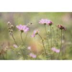 Summer Flowers