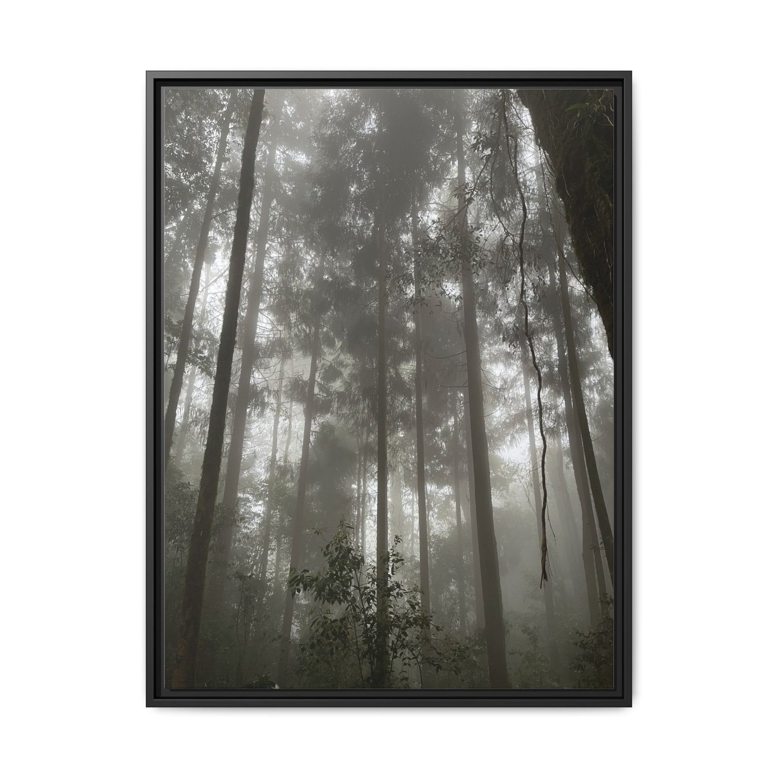 Sikkim Woods Black Frame Sikkim Woods Black Frame