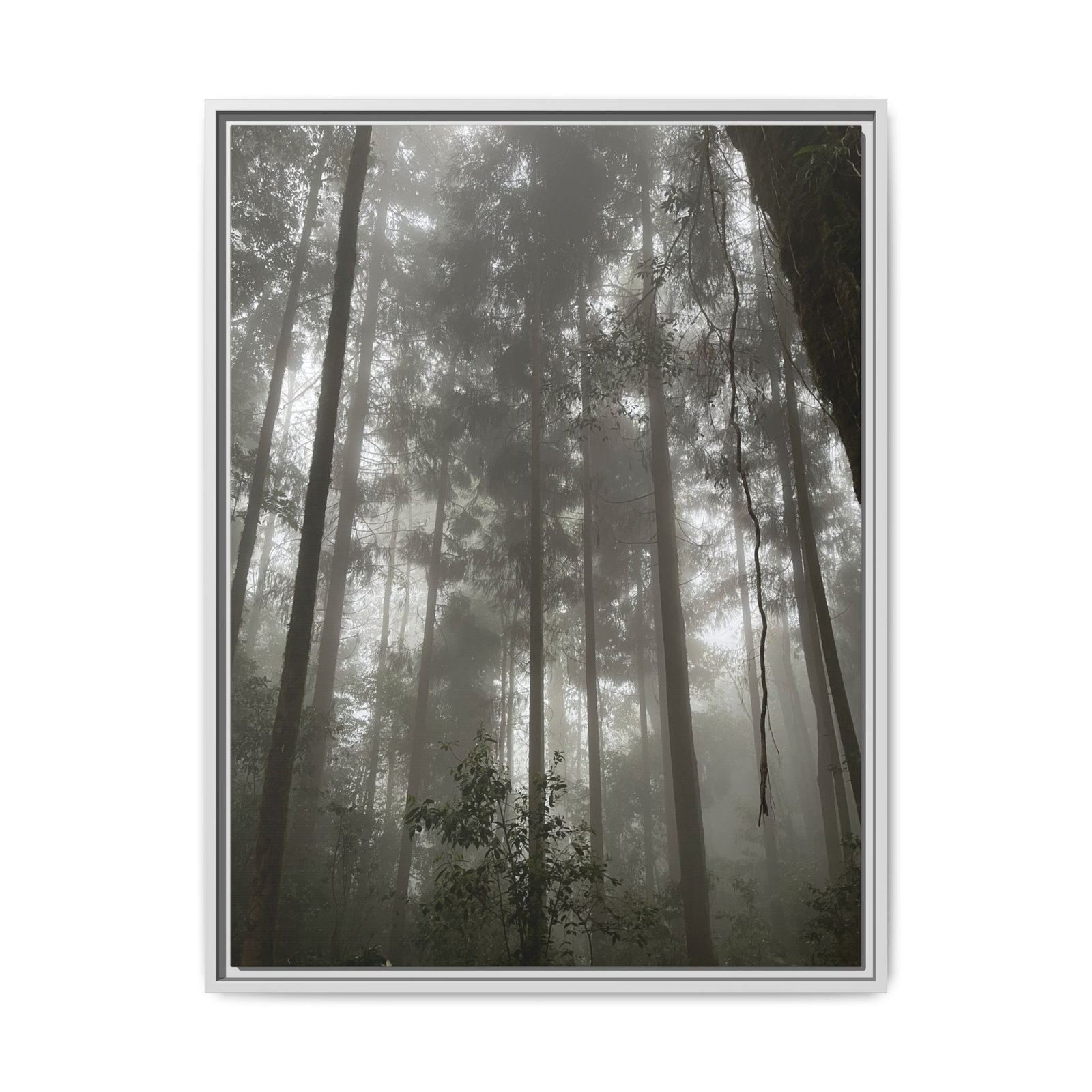 Sikkim Woods White Frame Sikkim Woods White Frame