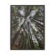 Speaking with the woods, Uttrakhand Espresso Frame