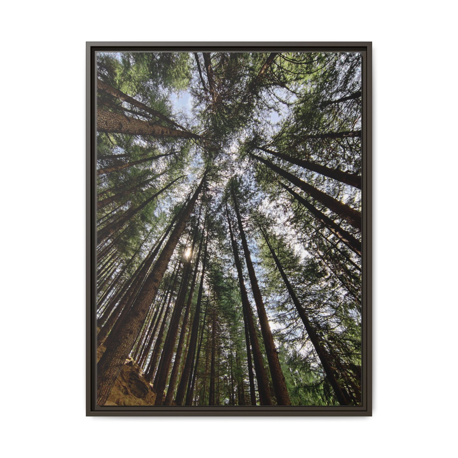 Speaking with the woods, Uttrakhand Espresso Frame